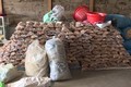 Đắk Lắk: Phát hiện, tiêu hủy trên 4 tấn thuốc Amakông không rõ nguồn gốc