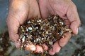 Săn đặc sản muối kiến vàng ở Krông Pa