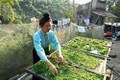 Rêu xanh - Ẩm thực độc đáo của đồng bào Thái Sông Mã