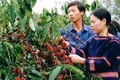 越南咖啡价格攀升