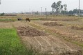 Nghệ An tìm hướng sản xuất nông nghiệp khi khô hạn kéo dài