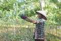 茶荣省高棉族农民展开适应气候变化的生产模式