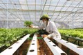 越南种植的水培蔬菜已出口到韩国