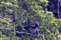 广南省将成立灰腿白臀叶猴保护区