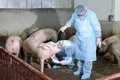 越南西宁省与柬埔寨柴桢省配合预防非洲猪瘟疫情