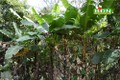 Cây chuối rừng trong ẩm thực của người M’nông, Mạ ở Đắk Nông