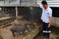 Ông Phạm Văn Hùng tăng thu nhập từ nuôi lợn rừng