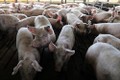 非洲猪瘟疫情继续在老挝蔓延