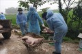 河内市非洲猪瘟疫情新增速度放缓
