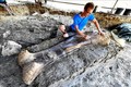 Phát hiện hóa thạch xương khủng long khổng lồ ở Pháp