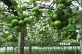 Nhân rộng mô hình trồng táo an toàn trong nhà lưới ở Ninh Thuận