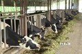 Diễn đàn phát triển chăn nuôi bò sữa hướng tới xuất khẩu ở Mộc Châu
