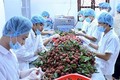 2019年前6个月越南蔬果出口额突破20亿美元