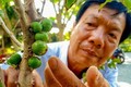 Độc đáo vườn nho thân gỗ cho hiệu quả kinh tế cao của ông Huỳnh Công Thống