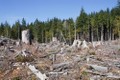 Tác động "hủy diệt" của nạn phá rừng và biến đổi khí hậu