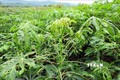 Hơn 300 ha sắn bị nhiễm bệnh khảm lá ở Bình Phước
