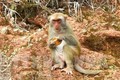 Du lịch tại bán đảo Sơn Trà, Đà Nẵng : Dụ khỉ đến gần bằng bánh kẹo - việc không nên