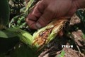 Xuất hiện sâu keo mùa thu phá hoại cây ngô ở Kon Tum
