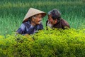 “越南老年夫妇秀恩爱”照片跻身国际摄影比赛前50名单