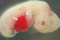 Các nhà khoa học Nhật Bản bắt đầu thử nghiệm nuôi cấy các cơ quan người trên động vật