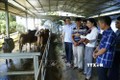 Tuyên Quang ứng dụng công nghệ trong phát triển chăn nuôi đại gia súc