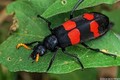 Chuyên gia cảnh báo nguy cơ ngộ độc nặng do sâu ban miêu (bọ cánh cứng)
