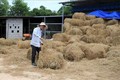 Giải pháp hữu hiệu xử lý rơm rạ sau thu hoạch ở Thừa Thiên - Huế