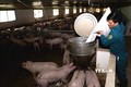 Giải pháp hữu hiệu phòng chống dịch tả lợn châu Phi