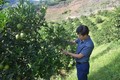 Điện Biên phát triển cây ăn quả theo hướng hàng hóa