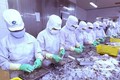 芹苴市与日本企业将虾壳加工成为食品工业原料