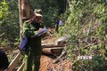 Quảng Nam: Rừng đầu nguồn Trà Kót bị tàn phá