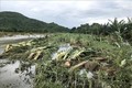 Bình Thuận khẩn trương khắc phục thiệt hại do mưa, lũ