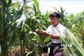 Đồng Tháp hướng dẫn nông dân cách phòng trừ sâu keo mùa thu hiệu quả
