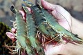 今年底越南虾类产品出口可能增加
