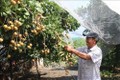 Làm giàu từ vườn cây ăn trái ở Bà Rịa - Vũng Tàu