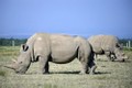 Các nhà khoa học cấy ghép thành công phôi thai của loài tê giác trắng