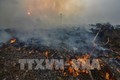 印尼关闭30多家农场 以减少森林火灾发生
