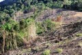 Thanh tra tỉnh Gia Lai: Ban Quản lý rừng phòng hộ Ia Meur làm mất hơn 550 ha rừng, chi sai hơn 900 triệu đồng