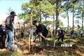 Trồng thêm 1.000 cây thông và mai anh đào trong Khu du lịch quốc gia hồ Tuyền Lâm