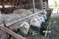 Nhà máy sợi lông cừu Đà Lạt xuất khẩu lô hàng đầu tiên sang Nhật