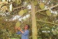 Huyện Nghĩa Hành phát triển mô hình vườn cây ăn quả