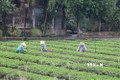 Tiền Giang khuyến khích trồng rau màu theo ngưỡng an toàn