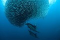 Nhiều loài sinh vật biển bất đắc dĩ "di cư"