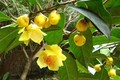 Quảng Ninh bảo tồn và phát triển bền vững cây trà hoa vàng