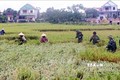 Thừa Thiên - Huế khẩn trương thu hoạch lúa Hè Thu tránh ngập úng do mưa bão