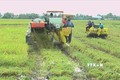 Hiệu quả từ xây dựng cánh đồng lớn liên kết bao tiêu lúa gạo ở Bạc Liêu