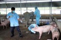 Ninh Thuận xuất hiện dịch bệnh tả lợn châu Phi