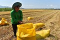 Huyện Châu Thành loay hoay tìm đầu ra cho lúa hữu cơ đạt chuẩn quốc tế