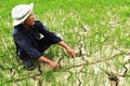 Trà Vinh khuyến khích sử dụng 4 giống lúa thích nghi với đất bị xâm nhập mặn