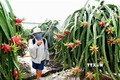 Chuyển đổi cơ cấu cây trồng tại Bình Thuận phát huy hiệu quả